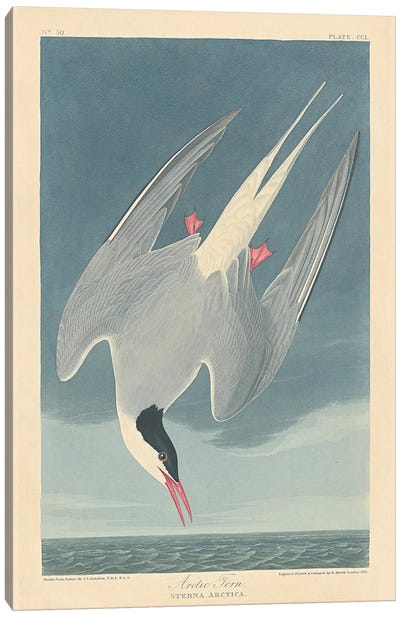 Arctic Tern Canvas Art Print - Science Art