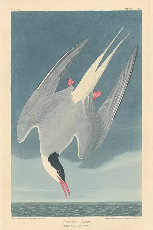 Arctic Tern by John James Audubon wall art