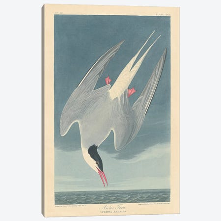 Arctic Tern Canvas Print #BMN6712} by John James Audubon Canvas Art Print