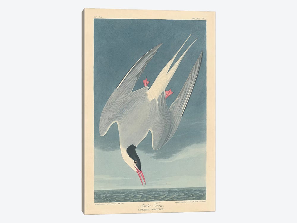 Arctic Tern by John James Audubon 1-piece Canvas Print