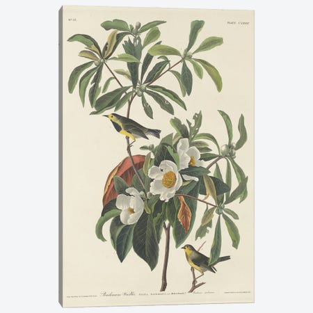 Bachman's Warbler & Franklinia Canvas Print #BMN6713} by John James Audubon Art Print