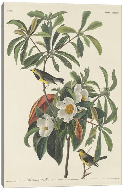Bachman's Warbler & Franklinia Canvas Art Print - Botanical Illustrations