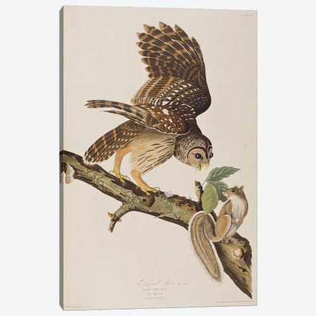 Barred Owl & Grey Squirrel Canvas Print #BMN6714} by John James Audubon Canvas Wall Art