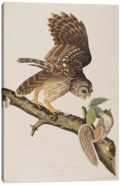 Barred Owl & Grey Squirrel Canvas Art Print - Animal Illustrations