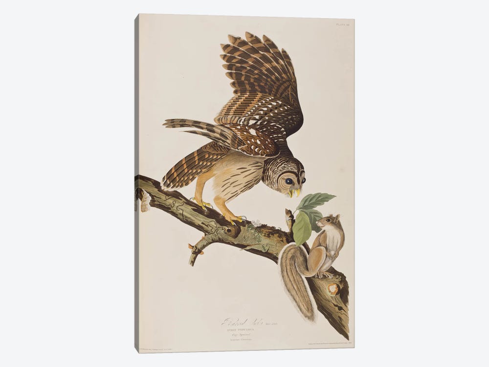 Barred Owl & Grey Squirrel by John James Audubon 1-piece Art Print
