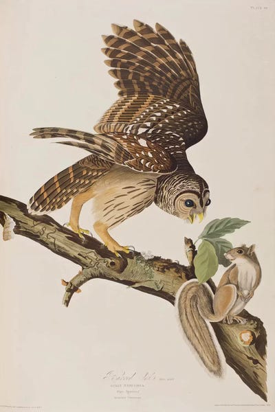 Science: Barred Owl & Grey Squirrel by John James Audubon