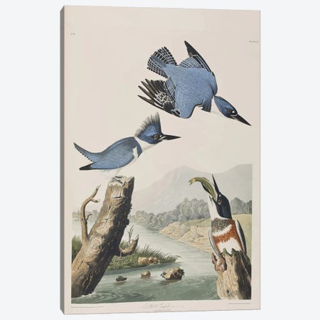 Belted Kingfisher Canvas Print #BMN6715} by John James Audubon Canvas Art