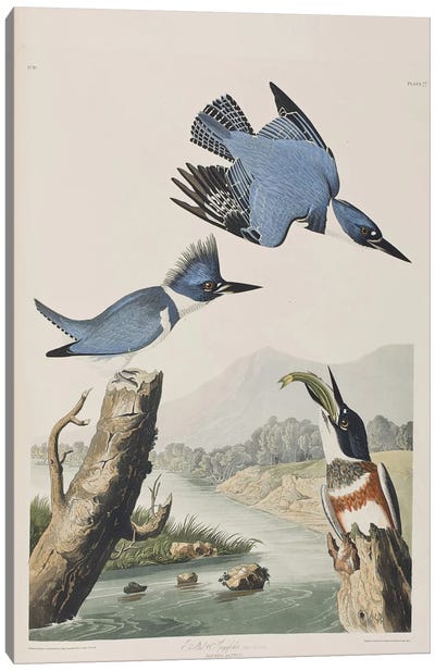Belted Kingfisher Canvas Art Print - Animal Illustrations
