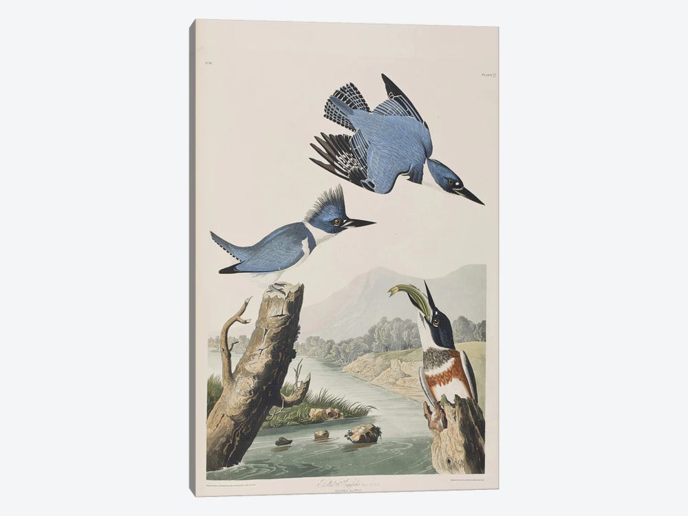 Belted Kingfisher by John James Audubon 1-piece Canvas Art