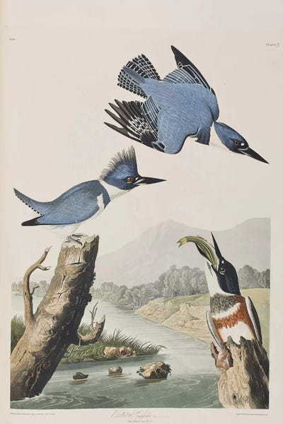 Science: Belted Kingfisher by John James Audubon