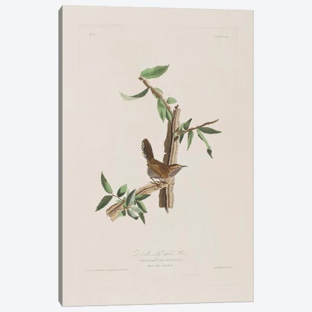 Bewick's Long-Tailed Wren & Iron Weed Canvas Print #BMN6716} by John James Audubon Canvas Art