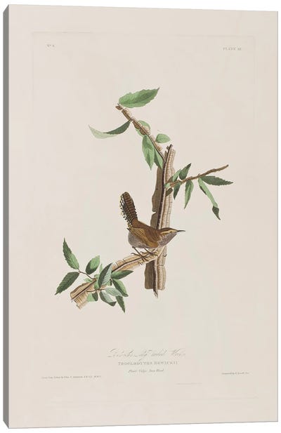 Bewick's Long-Tailed Wren & Iron Weed Canvas Art Print - Wren Art