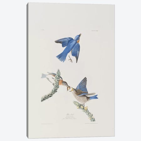 Blue-bird & Great Mullein Canvas Print #BMN6717} by John James Audubon Canvas Wall Art