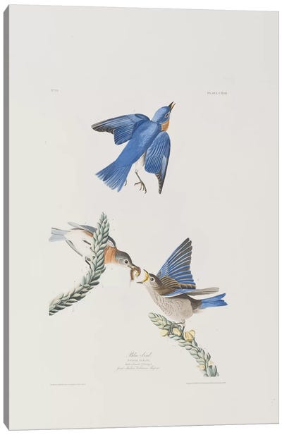 Blue-bird & Great Mullein Canvas Art Print