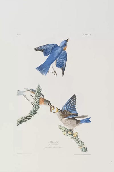 Science: Blue-bird & Great Mullein by John James Audubon