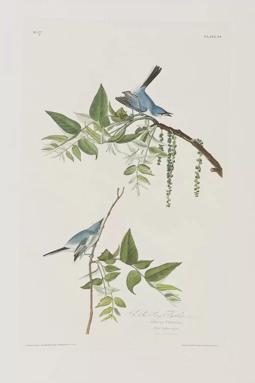 Blue-Grey Flycatcher & Black Walnut