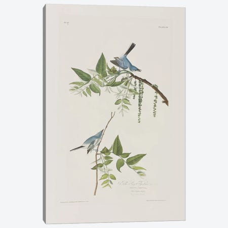 Blue-Grey Flycatcher & Black Walnut Canvas Print #BMN6718} by John James Audubon Art Print