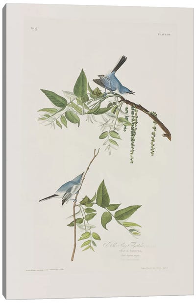Blue-Grey Flycatcher & Black Walnut Canvas Art Print - Botanical Illustrations