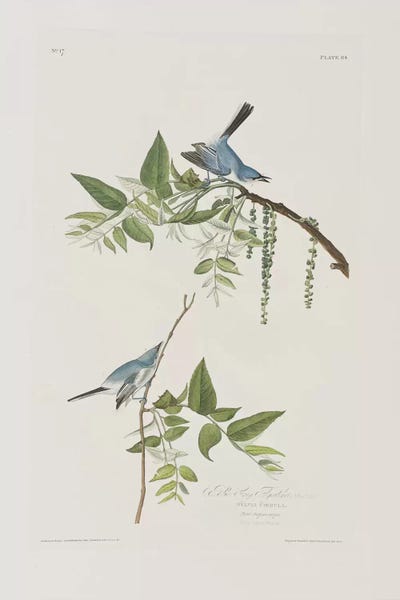 Botanical Illustrations: Blue-Grey Flycatcher & Black Walnut by John James Audubon