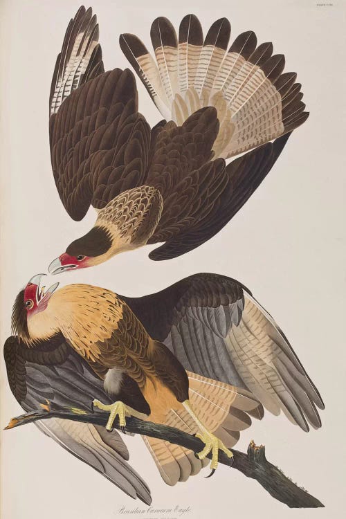 Brasilian Caracara Eagle