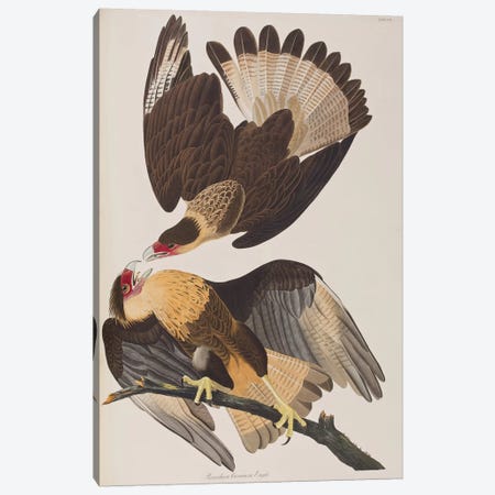 Brasilian Caracara Eagle Canvas Print #BMN6719} by John James Audubon Canvas Print