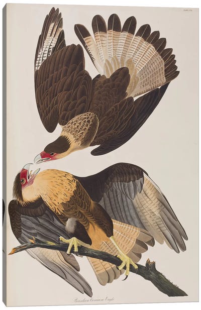 Brasilian Caracara Eagle Canvas Art Print - Eagle Art