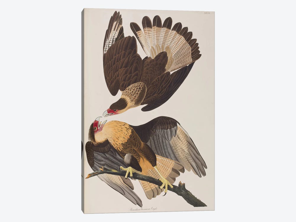 Brasilian Caracara Eagle by John James Audubon 1-piece Canvas Art