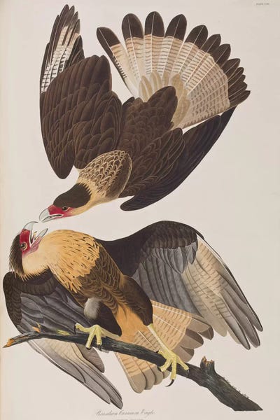 Audubon's The Birds Of America: Brasilian Caracara Eagle by John James Audubon