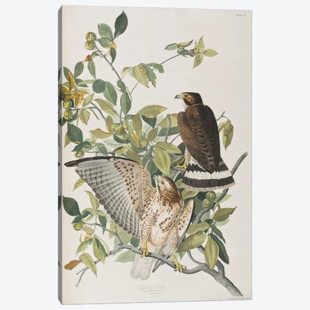 Broad-Winged Hawk & Pignut Canvas Print #BMN6720} by John James Audubon Canvas Artwork