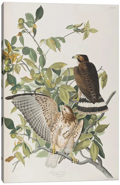 Broad-Winged Hawk & Pignut Canvas Art Print - Buzzard & Hawk Art