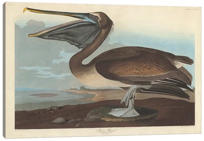 Brown Pelican Canvas Art Print - Nautical Décor