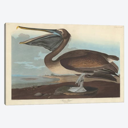 Brown Pelican Canvas Print #BMN6721} by John James Audubon Canvas Art
