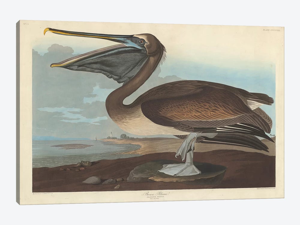 Brown Pelican by John James Audubon 1-piece Canvas Print