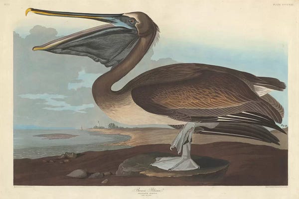 Science: Brown Pelican by John James Audubon