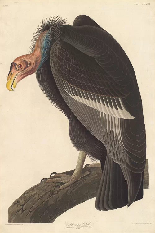 Californian Vulture