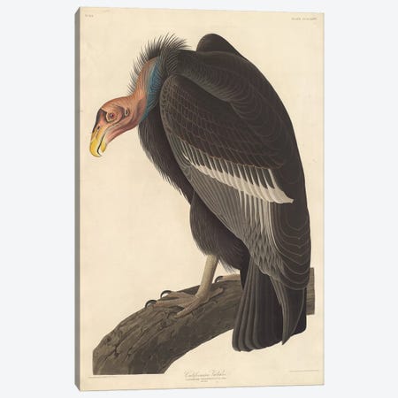 Californian Vulture Canvas Print #BMN6722} by John James Audubon Canvas Artwork
