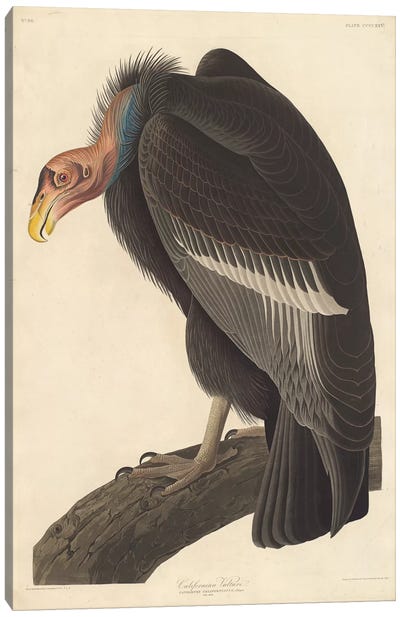 Californian Vulture Canvas Art Print - Buzzard & Hawk Art