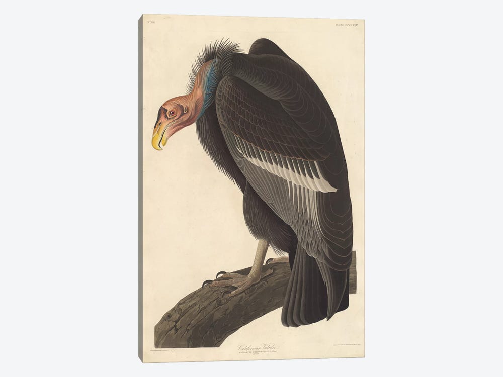 Californian Vulture by John James Audubon 1-piece Canvas Artwork