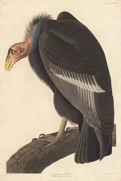 Illustrations: Californian Vulture by John James Audubon