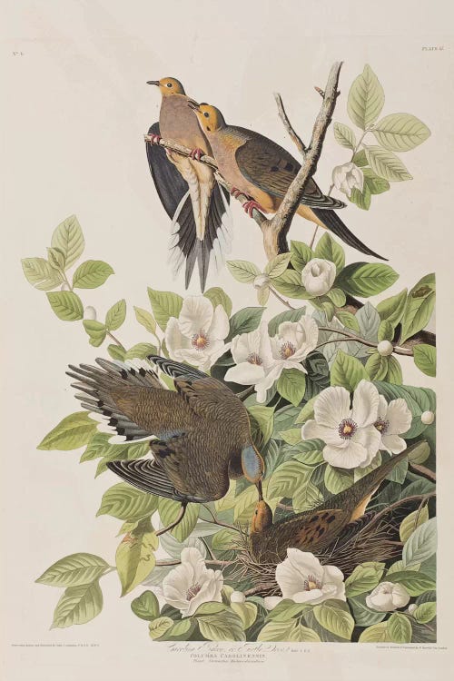 Carolina Turtle Dove & Virginia Stewartia