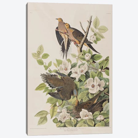 Carolina Turtle Dove & Virginia Stewartia Canvas Print #BMN6723} by John James Audubon Canvas Artwork