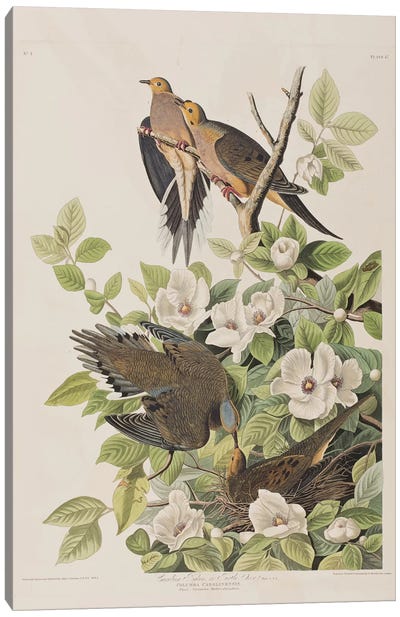 Carolina Turtle Dove & Virginia Stewartia Canvas Art Print - John James Audubon