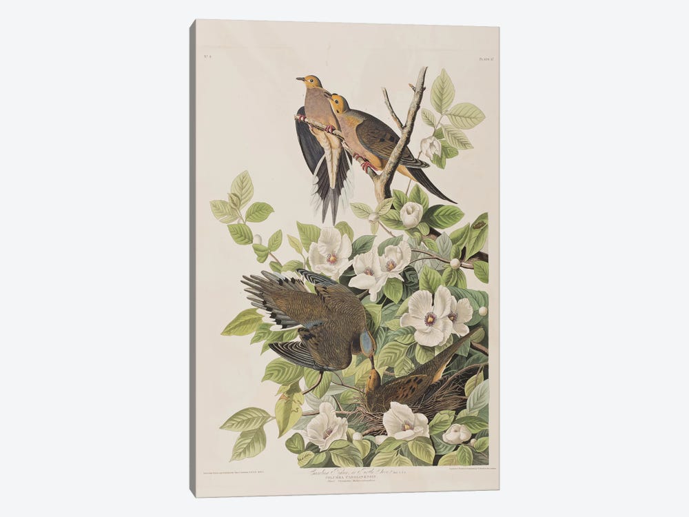 Carolina Turtle Dove & Virginia Stewartia by John James Audubon 1-piece Art Print