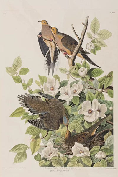 Botanical Illustrations: Carolina Turtle Dove & Virginia Stewartia by John James Audubon