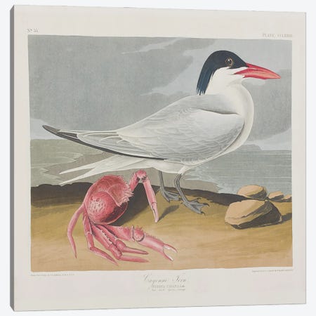 Cayenne Tern Canvas Print #BMN6724} by John James Audubon Canvas Print