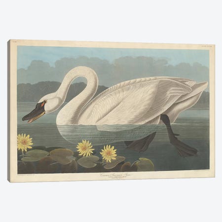 Common American Swan & Nymphea Mexicana (Banana Waterlily) Canvas Print #BMN6725} by John James Audubon Art Print