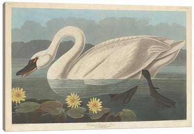 Common American Swan & Nymphea Mexicana (Banana Waterlily) Canvas Art Print - John James Audubon