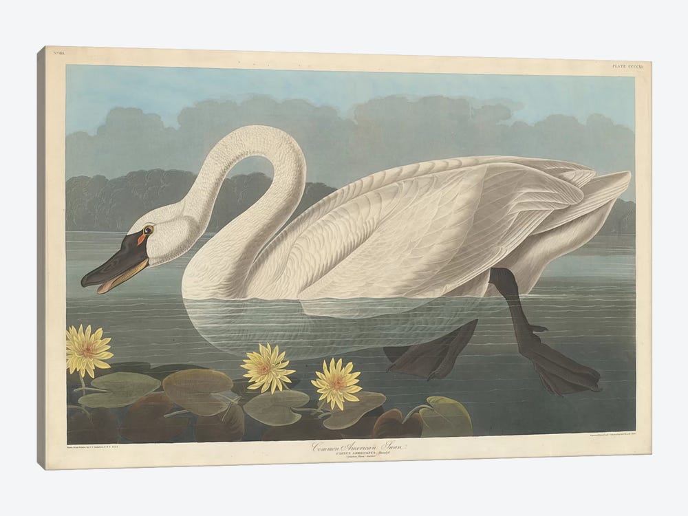 Common American Swan & Nymphea Mexicana (Banana Waterlily) by John James Audubon 1-piece Canvas Art Print
