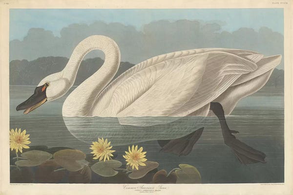 Audubon's The Birds Of America: Common American Swan & Nymphea Mexicana (Banana Waterlily) by John James Audubon