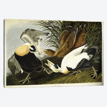 Eider Duck Canvas Print #BMN6726} by John James Audubon Canvas Art Print